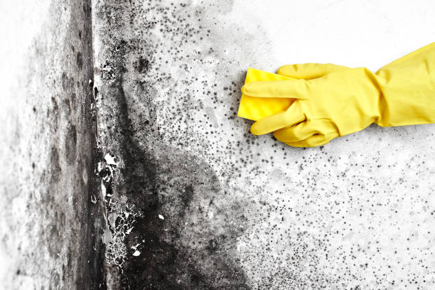 Best Commercial Mold Remediation in Monongah, WV