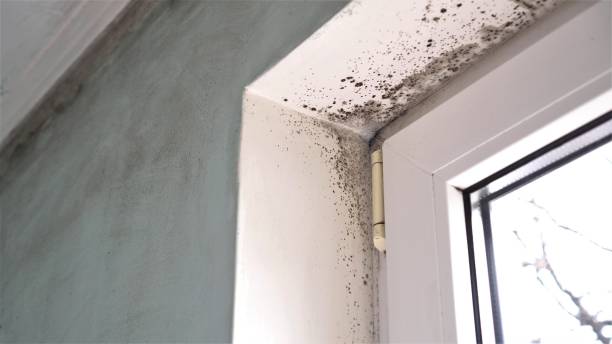 Best Emergency Mold Remediation in Monongah, WV