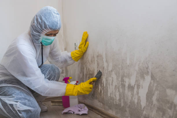 Best Industrial Mold Remediation in Monongah, WV