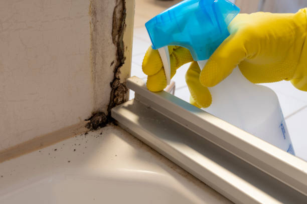 Best Post-Flood Mold Remediation in Monongah, WV