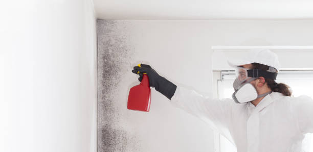 Best Residential Mold Remediation in Monongah, WV
